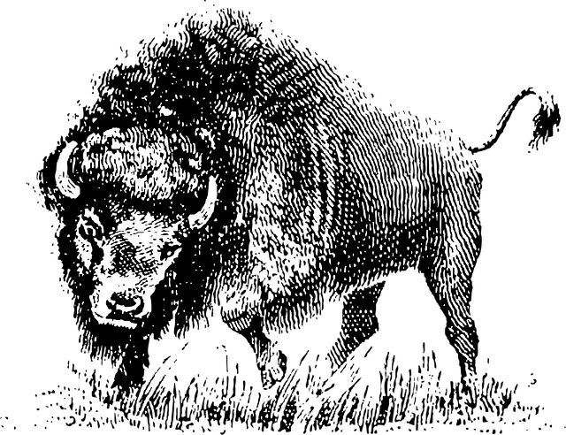 Free buffalo horns animal illustration