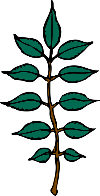 Free ash tree leaf vector