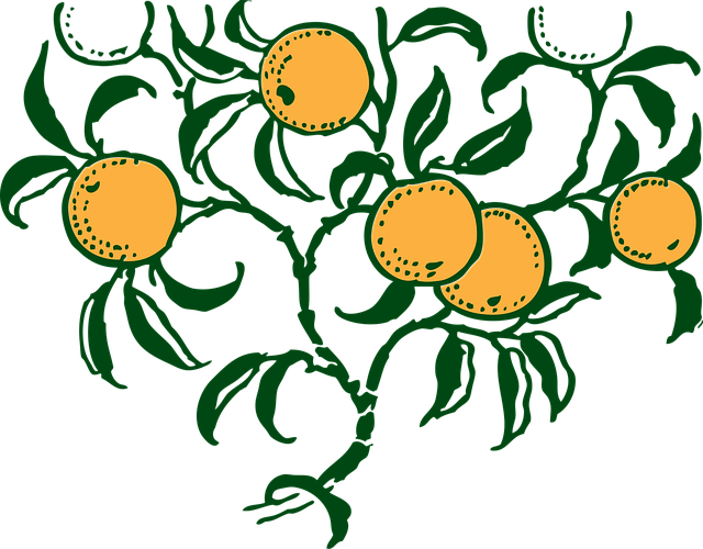 Free Orange Fruits vector and picture