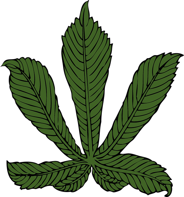 Free chestnut leaf american chestnut vector