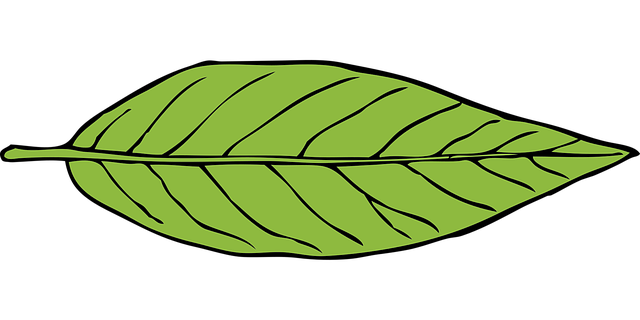 Free leaf green nature vector