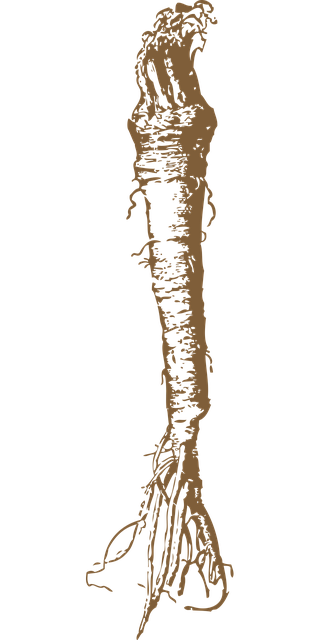 Free horseradish radish root vector