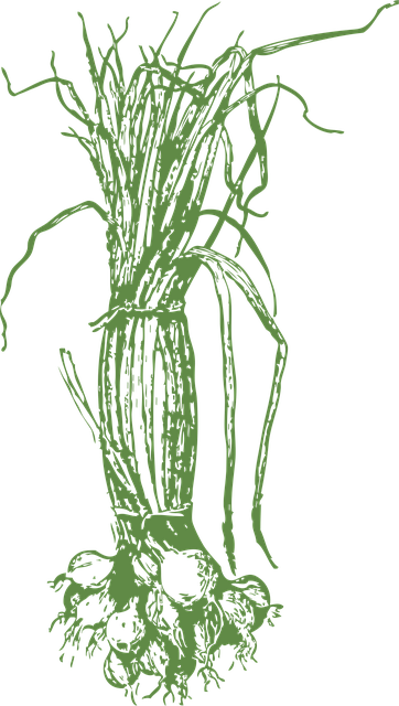 Free onions green vegetables vector