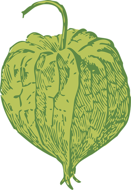 Free clammy ground cherry seed pod physalis heterophylla vector