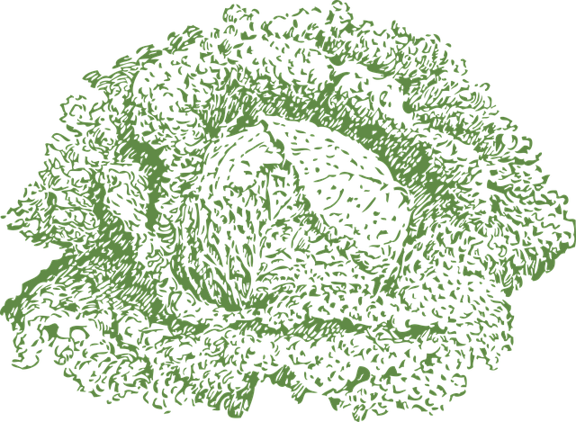 Free cabbage vegetable veggie illustration