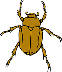 beetle, stink, bug