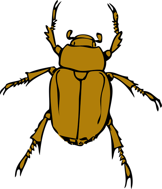 Free beetle stink bug illustration