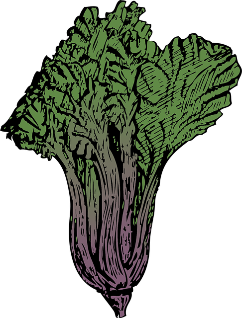 Download free HD stock image of Chard Green Free chard green vegetable vector
