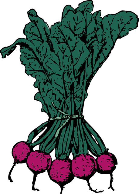 Free beets red food vector