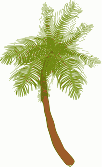 Free palm tree coconut vector