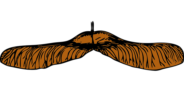 Free maple seed brown vector