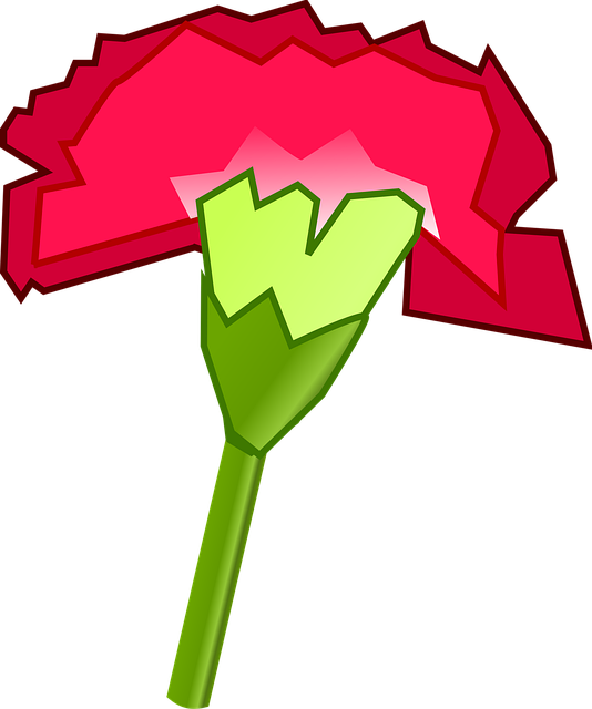 Rosa, Nelkenblume, Pflanze, Blüte