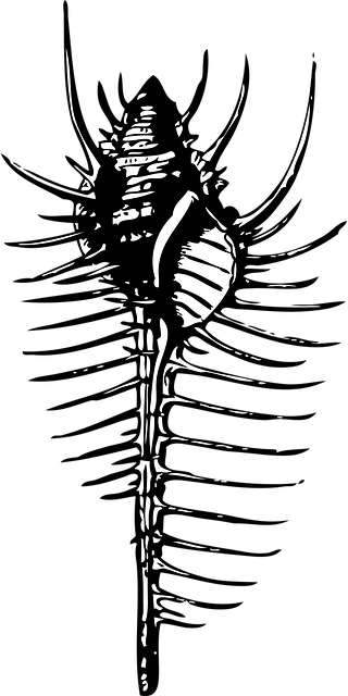 Free shell comb nature illustration