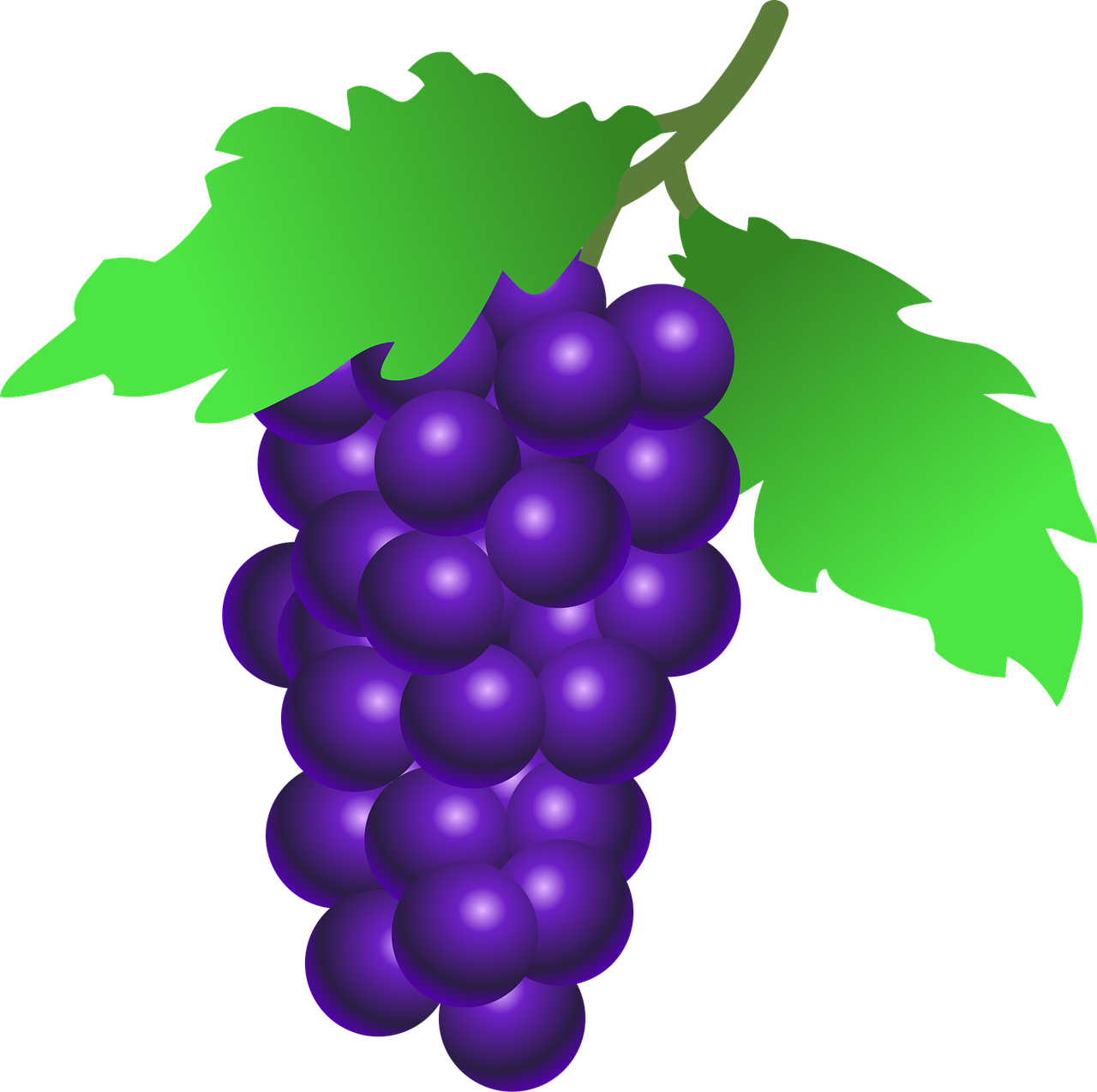 Free Grapes Vector Art Download 206 Grapes Icons Graphics Pixabay