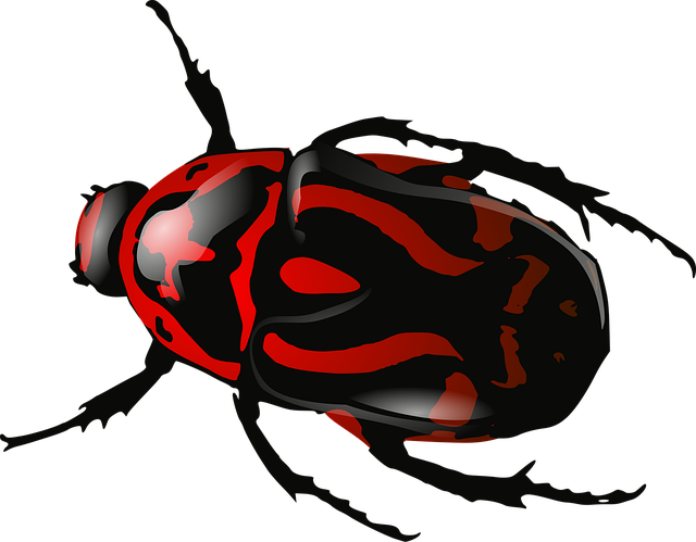 Free bug insect beetle vector