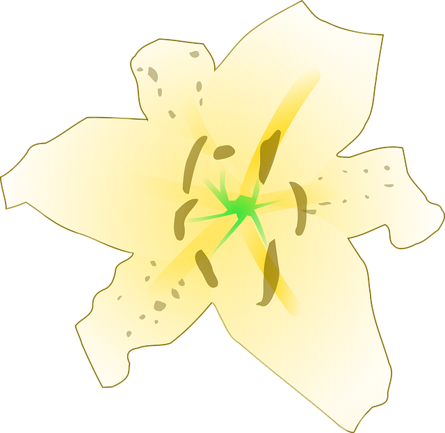 Free lily flower yellow illustration