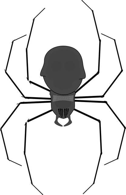 Download free HD stock image of Spider Insect Free spider insect bug vector