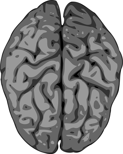 Download free HD stock image of Brain Cerebellum Free brain cerebellum human vector