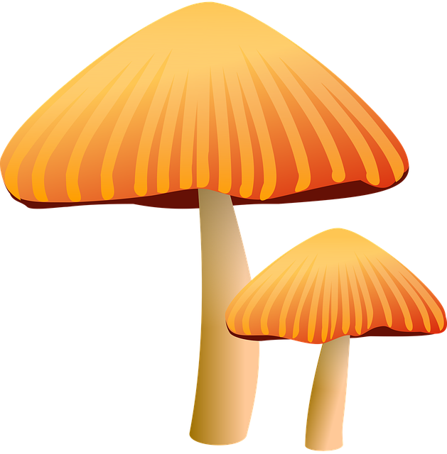 Pilze, Brown, Pilz, Wachstum, Wachsend