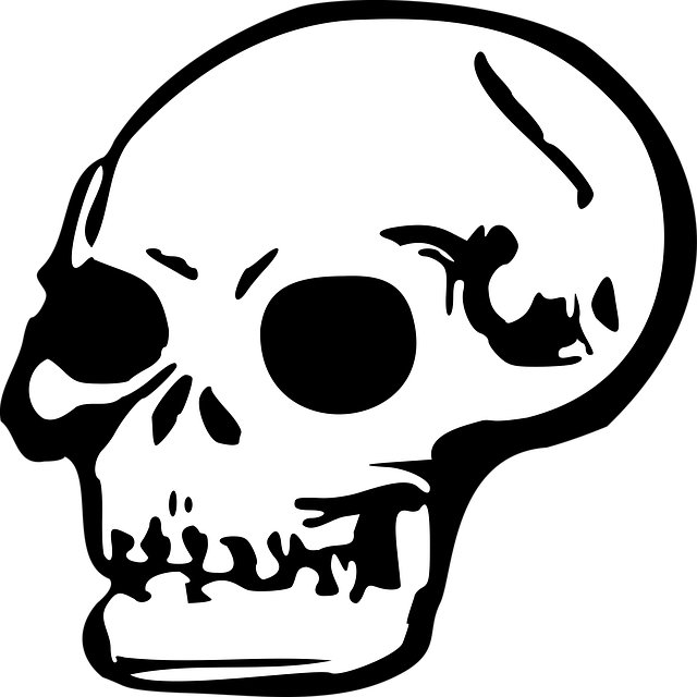 Download free HD stock image of Skull Head Free skull head human vector