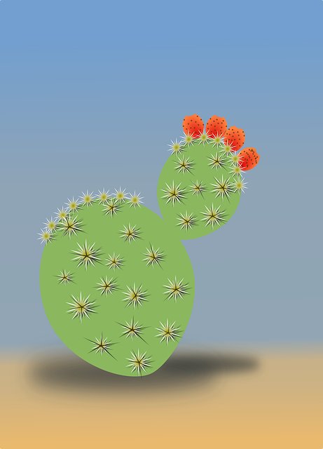 Cactus, Desierto, Seco, El Verano, Arena