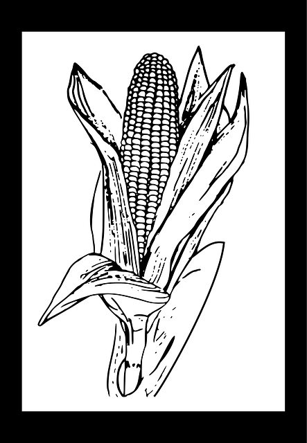 Free corn ear maize vector