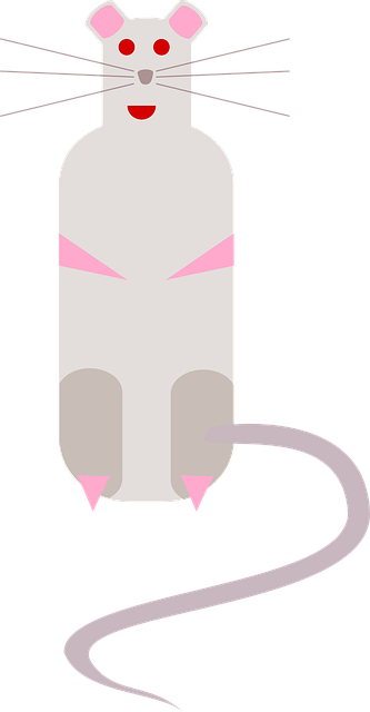 Free Rat Mouse vector and picture