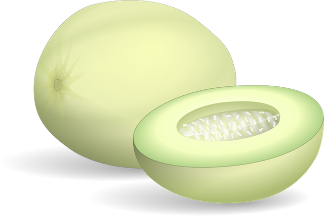 Free honeydew melon fruit vector