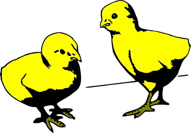 Free chicks two young vector