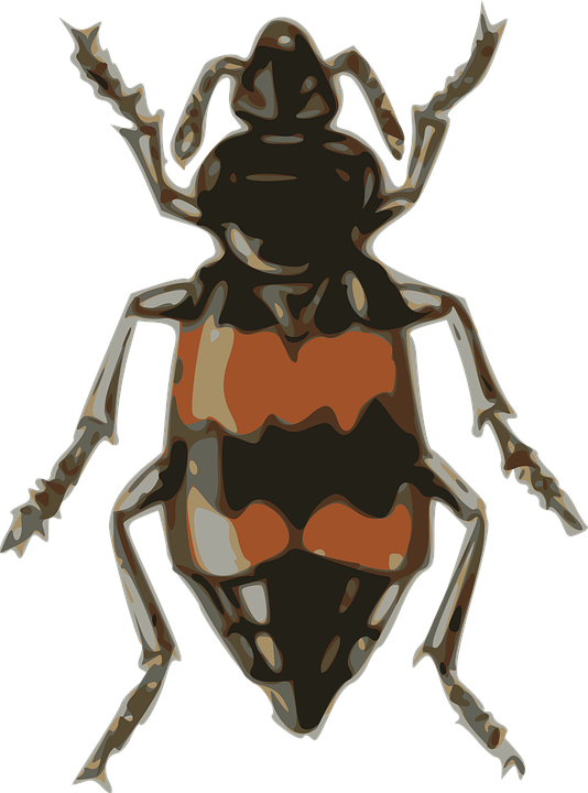 Download Insect, Beetle, Small. Royalty-Free Vector Graphic - Pixabay