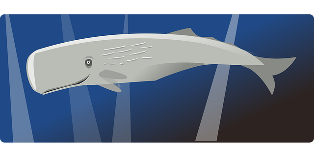 Free whale sea mammal vector
