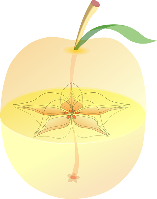 Free apple anatomy inside vector