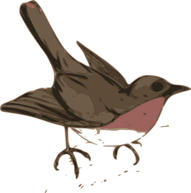 Free robin bird brown vector