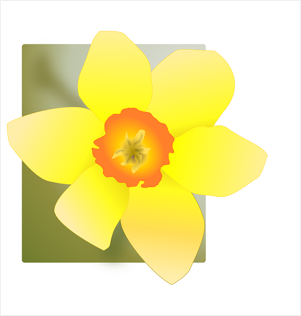 Free daffodils yellow flowers vector