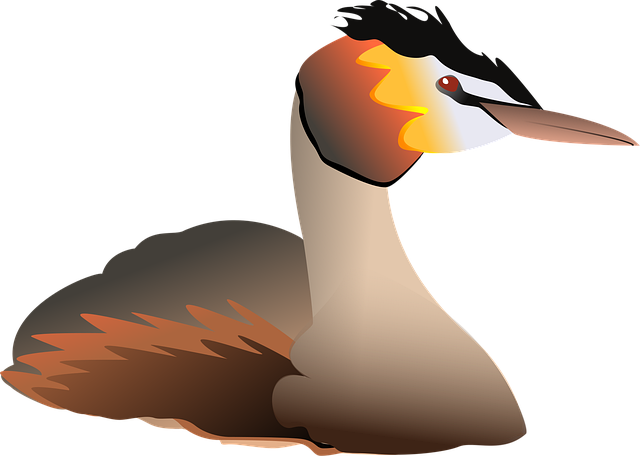 Free grebe great crested vector