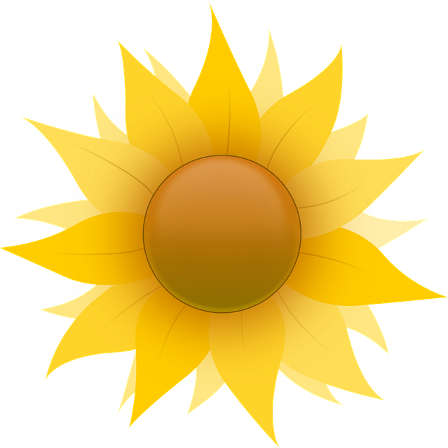 Free sunflower yellow beautiful flowers vector