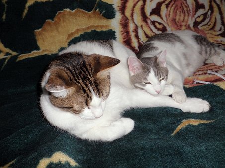 Free Cats Sleeping Cuddle photo and picture