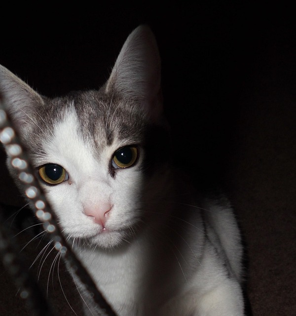 Free Kitten Cat photo and picture