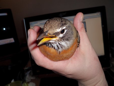 Free Bird Fly photo and picture