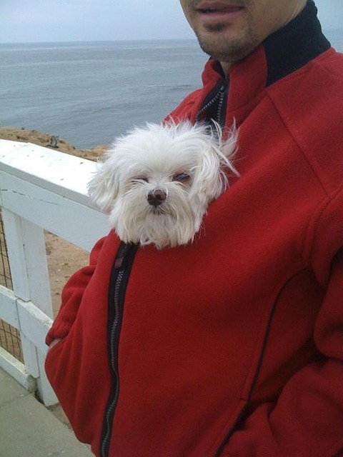Free Cute Dog photo and picture