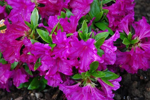 Free Flowers Azalea photo and picture