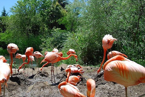 Free Flamingo Birds photo and picture