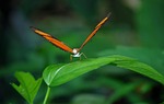 dryas julia, julia longwin, butterfly