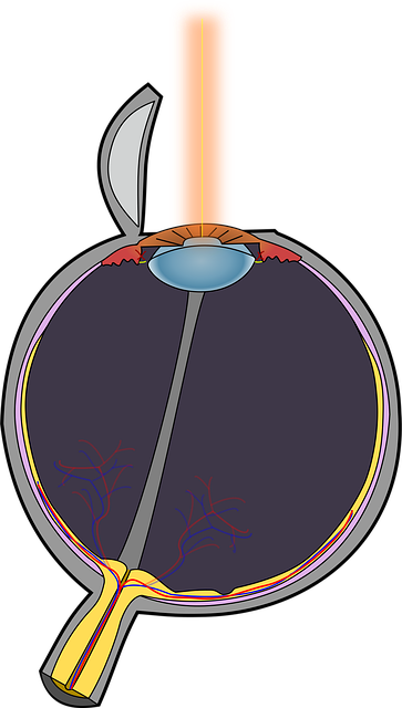 Free eye laser human vector