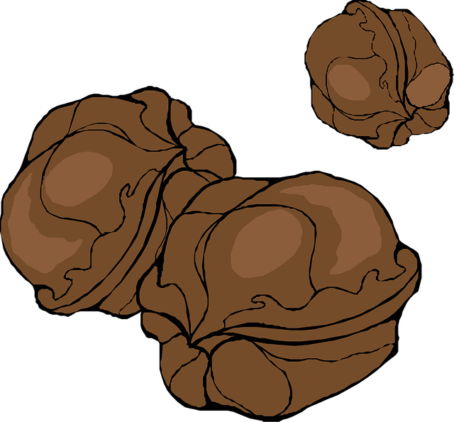 Free walnuts nut food vector