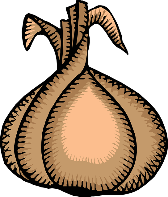 Free onion vegetable bulb onion vector