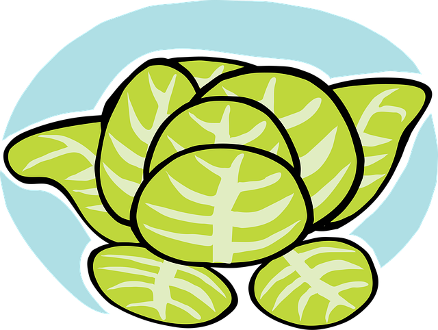 Free lettuce iceberg veggie vector