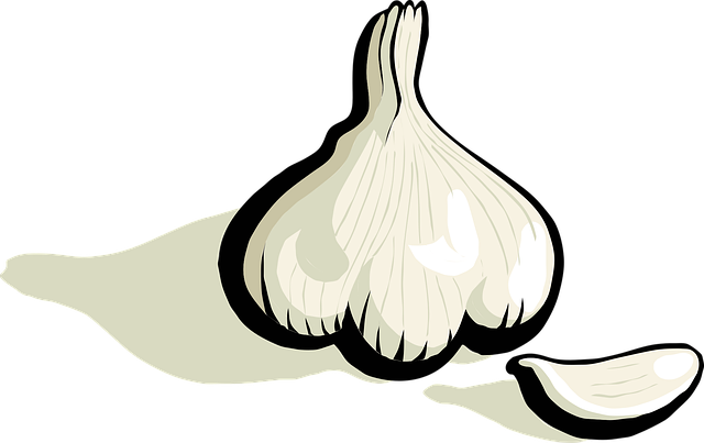 Free garlic plant vegetable vector