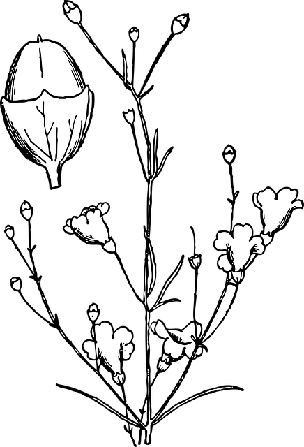 Free plant nature beautiful flowers vector