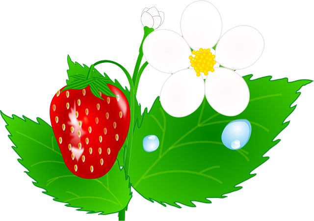 Jordbær, Blomster, Blade, Plante, Natur